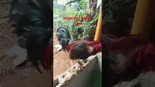 red kelso fowl #backyardfowls #ayam #manok #chicken #chickenbreeds #fowls #rooster