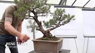 Bonsai demo by Rene Alber