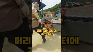 혼자서 마늘 수확기 포터에 싣기