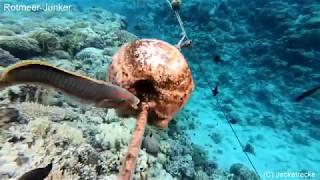 Makadi Bay - Shark - Ägypten - Egypt - Red Sea - Snorkeling - 2018