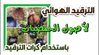 الترقيد الهوائي لأصل الحمضيات النارنج ( الجزء الأول )
