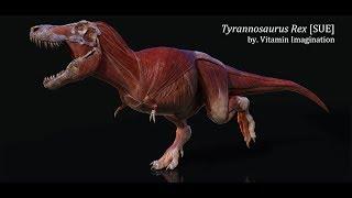 Tyrannosaurus Rex [Sue] anatomy by. Vitamin Imagination