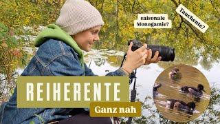 Die Reiherente | Einer Tauchente ganz nah  | Unsere zweithäufigste heimische Entenart