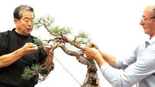 SakkaTen Bonsai demo by Kunio Kobayashi