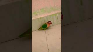 #birds #lovebirds subscribe#babyparrotកូនសេក