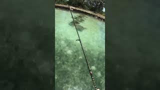 The EASIEST way to catch SALTWATER FISH! #shorts #trending #explore #youtube #fishing #nature #sub