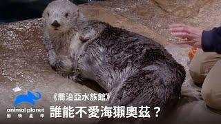 海獺照MRI？誰能不愛海獺奧茲｜喬治亞水族館｜動物星球頻道