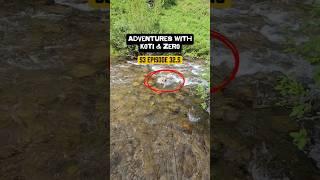 Adventures with Koti & Zero S3 Episode 32.5 #hikingadventures #hikingdog #rescuedog