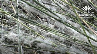 Muhly grass mealybug + Prep Containers for Winter