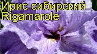 Ирис сибирский Ригамароле. Краткий обзор, описание характеристик iris sibirica Rigamarole