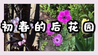 春天花园 【2019】| 水仙 郁金香 玫瑰 | 后花园设计 | 植物搭配 | Spring Garden Tour | Real Simple Jill