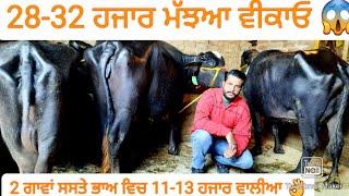 ਬਿਲਕੁਲ ਸਸਤੇ ਭਾਅ ਵਿਚ ਮੱਝਆ ਅਤੇ 2 ਗਾਵਾਂ ਵੀਕਾਓ।cows and Buffalo for sale/vadiya farm/18-12-22