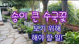  Tip of the day  송이 큰 수국꽃 보기 위해 해야 할 일! 