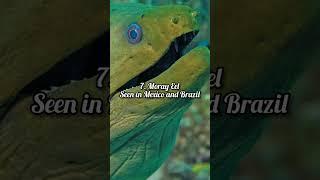 Top 10 Most Dangerous Fish in the world2022