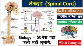 3.Spinal Cord/मेरुरज्जु की स्थिति, संरचना तथा कार्य|Structure and Function of Spinal cord