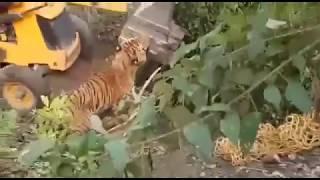 Tiger gets accidentally killed by a bulldozer