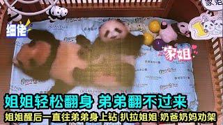 11月23日 盈盈双胞胎直播cut2睡醒的姐姐一直往弟弟身上爬#판다 #panda #大熊猫盈盈 #大熊猫乐乐 #香港大熊猫