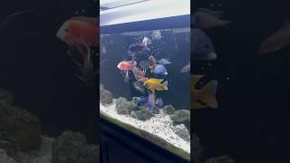 What I Feed My African Cichlids