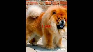 Chow Chow growth #dog #doglover #dangerous #dangerousdogbreed #shorts