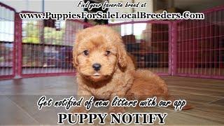 Cavapoo, Maltipoo, Pomeranian, Shihpoo, Cavachon, Boston Terrier, Puppies For Sale Local Breeders