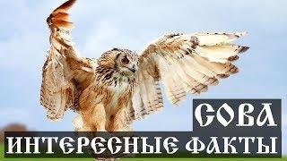Интересные факты о Совах
