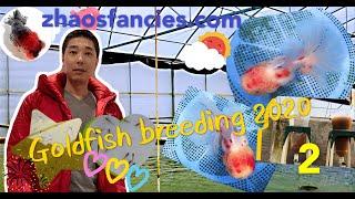 (2) Zhao’s Fancies Goldfish breeding 2020