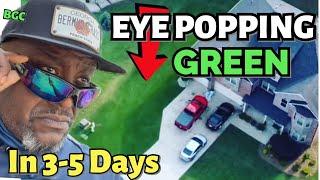 Holiday DOuble Dark Green lawn with Liquid Iron // Cheat code to Green Lawn