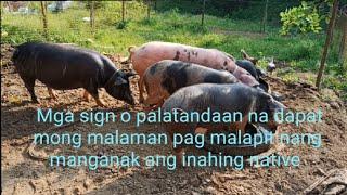 Mga sign o paladantaan na dapat mong malaman pag malapit nang manganak ang inahing native pig