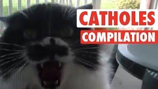 Angry Cat-holes || Super Pissed Off Cats Compilation