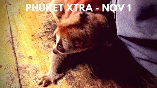 Fighters find selves prostitution site! Video game junkies? Slow loris tout caught! || Phuket