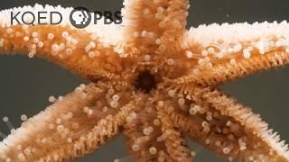 Watch This Starfish Protect Her Babies From Danger | Deep Look