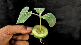 Growing cucumbers Plant at home || Simple Methods Grow Cucumbers Plant in organic fertiliser