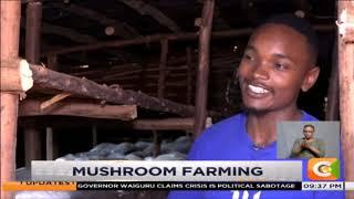 | SMART FARM | Mushroom Farming