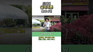 드디어 실버버튼 왔습니다! #세종식물원