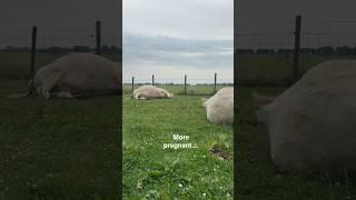 2 pregnant minicows Victoria & Olivia #mini #cow #minicow #koe #minikoe #minirund #minigalloway