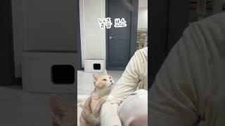개냥이를 두고 티비를 보면 생기는일