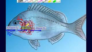 Countercurrent Gas Exchange in Fish Gills