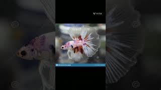 most expensive and rare nemo candy beta fish