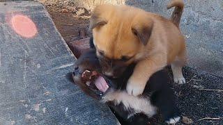 Fighting Puppies，The ferocious puppies won the victory