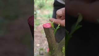 How To Lemontree Grafting- 