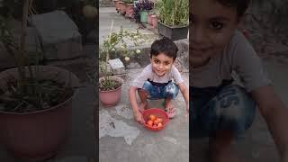 chhota babu  laal tamatar #shorts#viralvideo#shortsvideo#short#rockstar#trending#viral#video