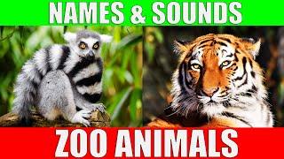 ZOO ANIMALS Names and Sounds to Learn for Kids, Preschoolers and Kindergarten