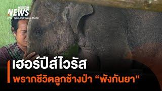 เฮอร์ปีส์ไวรัส พรากชีวิตลูกช้างป่า “พังกันยา” | Thai PBS News