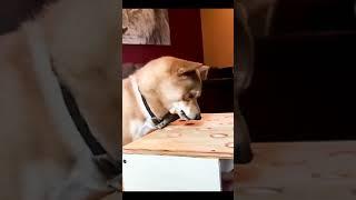 dog cant get the sausage gets angry