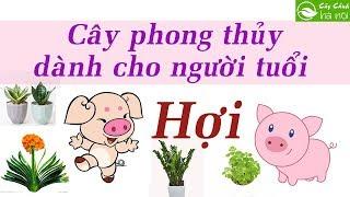 Cây phong thủy dành cho người tuổi Hợi