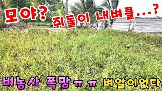[베트남벼농사] 들쥐들의 공격으로 벼농사 망했습니다ㅠ (kiengiangtv)