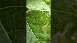 Banana leaf wet with early morning mist ️ #nature #naturelovers #rony #beautifulnature #villagelife