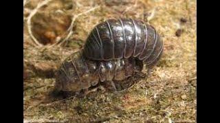 the roly-poly bug or pill bug