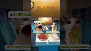 Big cat meets little hungry cat I Kitten Animation #cat #edit
