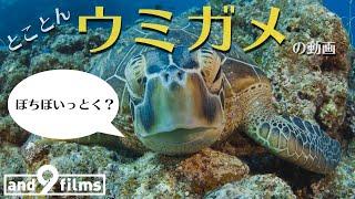 とことんウミガメ！【とにかく魚を観る動画】 10分 / Let's watch Sea Turtles 10min 【4K】